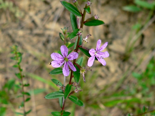 {Lythrum alatum}